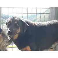 Foto dell\'animale COMUNE DI SANTI COSMA E DAMIANO - 380260080004738