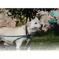 Foto dell\'animale COMUNE DI GAETA - 380260080030287