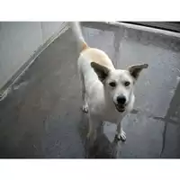 Foto dell\'animale COMUNE DI GAETA - 380260040907647