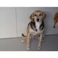 Foto dell\'animale COMUNE DI GAETA - 380260080004718