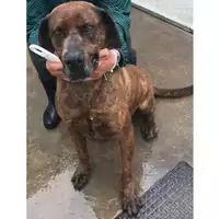 Foto dell\'animale COMUNE DI SANTI COSMA E DAMIANO - 380260042517055