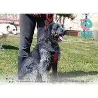 Foto dell\'animale COMUNE DI MINTURNO - 380260042550203