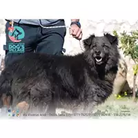 Foto dell\'animale COMUNE DI GAETA - 380260042694732