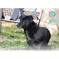 Foto dell\'animale COMUNE DI GAETA - 380260042679612