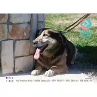 Foto dell\'animale COMUNE DI SANTI COSMA E DAMIANO - 380260042646139