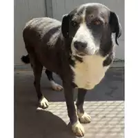 Foto dell\'animale COMUNE DI GAETA - 380260042929639