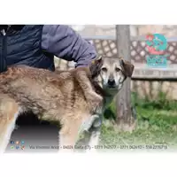 Foto dell\'animale COMUNE DI SPIGNO SATURNIA - 380260042839529