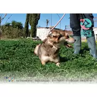 Foto dell\'animale COMUNE DI MINTURNO - 380260043059128