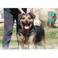 Foto dell\'animale COMUNE DI MINTURNO - 380260043058451