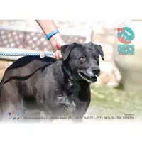 Foto dell\'animale COMUNE DI FORMIA - 981100000878556