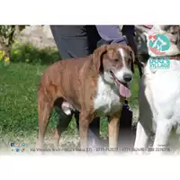 Foto dell\'animale COMUNE DI FORMIA - 380260042914982
