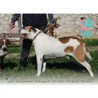 Foto dell\'animale COMUNE DI FORMIA - 380260040862563