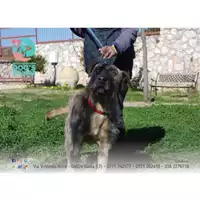 Foto dell\'animale COMUNE DI FORMIA - 380260042767470