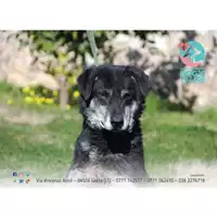 Foto dell\'animale COMUNE DI FORMIA - 380260041459317