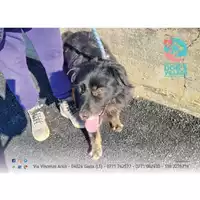 Foto dell\'animale COMUNE DI MINTURNO - 380260043572901