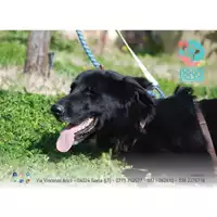 Foto dell\'animale COMUNE DI CASTELFORTE - 380260043915434