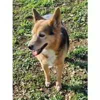 Foto dell\'animale COMUNE DI SANTI COSMA E DAMIANO - 380260043825068