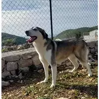 Foto dell\'animale COMUNE DI SANTI COSMA E DAMIANO - 380260043724732
