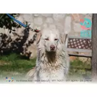 Foto dell\'animale COMUNE DI GAETA - 380260044032148