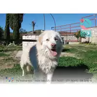 Foto dell\'animale COMUNE DI GAETA - 380260044031873