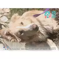 Foto dell\'animale COMUNE DI GAETA - 380260044134537