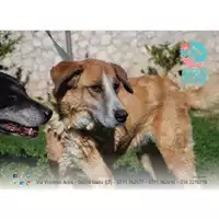 Foto dell\'animale COMUNE DI GAETA - 380260041217149