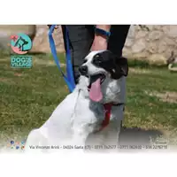 Foto dell\'animale COMUNE DI MINTURNO - 380260041509786