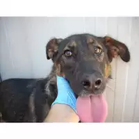 Foto dell\'animale COMUNE DI MINTURNO - 380260041509118