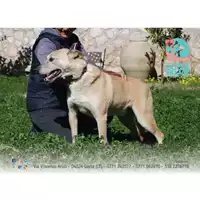 Foto dell\'animale COMUNE DI CASTELFORTE - 380260042126713